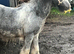 Blue blagdon cob