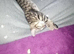 Pretty girl kitten