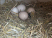 Pure breed Silkie Chicks & Hatching Eggs