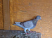 Raccoon pigeons