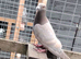 Racing pigeon for sale