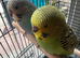 Lovely baby budgies in Dagenham