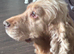 Beautiful kc gold cocker spaniel bitch