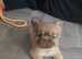 Beautiful Fluffy French Bulldog