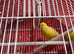 Male and female with cage for sell