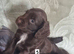 Kc cocker spaniel puppies