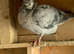 Qualmond racing pigeon RPRA ring