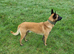 Proven Belgian Malinois Stud – Sharky (5 Years Old)