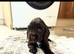Cocker spaniel puppies