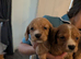 Cocker spaniels