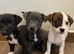 Jack Russell girl puppys really for there new homes