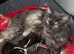 Mainecoon x babies