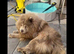 Beautiful lilac chow chow