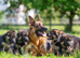 Male German shepherd puppy