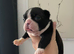 Exceptional Boston Terrier Pups - Outstanding Wildax & Skin Deep Bloodlines