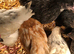 Happy healthy 7 week old pullets