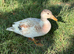 7 call miniature call ducks for sale unsexed