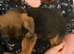 Fluffy french bulldogs and border terrier mixed