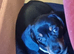 4 adorable dachshund puppies