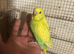 Baby budgies for sale  &pound;40 each collection mk404nn