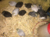 SEXED QUAILS/CHINESE PAINTED BUTTONS!