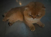 Scottish Fold Golden