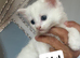 White female kitten- black & white male and female