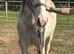 Gorgeous Shire x Cob Colt