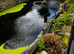 Pond fish wanted.