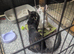 Beautiful Kittens
