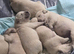 Stunning Cream bundles