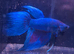 Halfmoon Male Betta