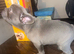 2 male French bulldog puppies