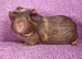 BEAUTIFUL MALE GUINEA PIGS