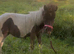Dun & white shetland yearling filly