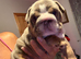Beautiful English bulldog boy