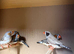 Young zebra finches