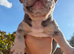 Beautiful French Bulldog Puppies - 3 Girls & 1 Boy