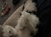 Jackapoo 2 yrs old
