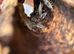 Dairy cows & Snow White isopods