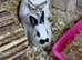 Rescue.Sweet mini girl. Quiet and loves to go on the grass. 6 months old.Beautiful little girl.