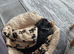 Yorkie for sale