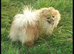 Orange teddy bear faced Pomeranian