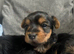 Yorkshire terrier puppies