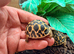 Indian star tortoise cb25