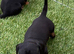 3 female Mini dachshunds for sale