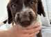 Beautiful sprocker puppys.