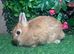 Pure breed Netherlands dwarf orange female