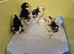 Exchequer leghorn chicks