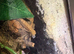Mourning Geckos with complete setup